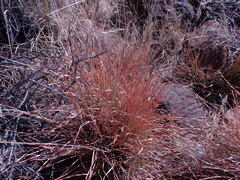 Heteropogon contortus