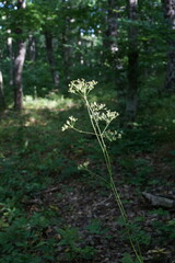 Physospermum cornubiense