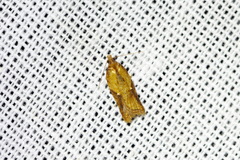 Acleris aspersana