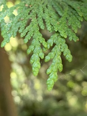 Thuja plicata