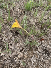 Zephyranthes tubispatha