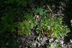 Physospermum cornubiense
