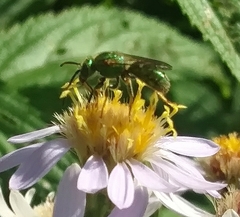 Augochlorella aurata
