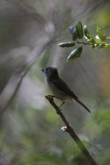 Baeolophus inornatus