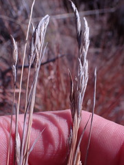 Heteropogon contortus