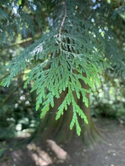 Thuja plicata