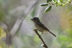 Baeolophus inornatus