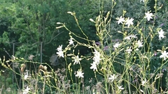 Anthericum ramosum