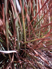 Heteropogon contortus