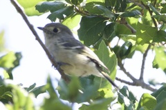 Vireo huttoni