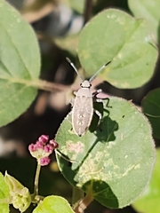 Catorhintha selector