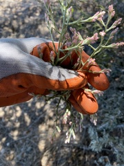 Pseudognaphalium ramosissimum