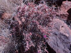 Ruschia intricata