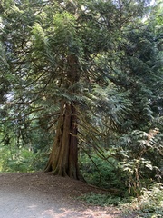 Thuja plicata