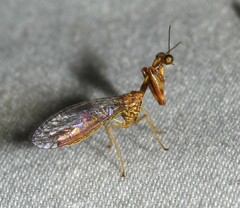 Leptomantispa pulchella