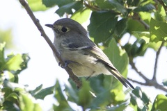 Vireo huttoni