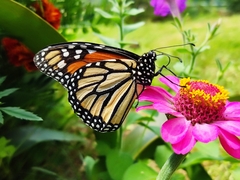 Danaus plexippus plexippus