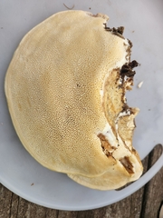 Trametes lactinea