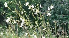 Anthericum ramosum