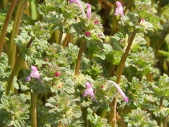 Lamium amplexicaule