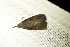 Hypena rostralis