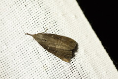 Hypena rostralis
