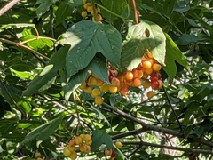Viburnum opulus americanum