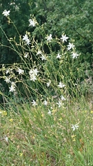 Anthericum ramosum