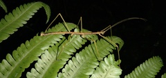 Ceroys perfoliatus