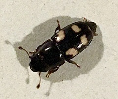 Glischrochilus quadrisignatus