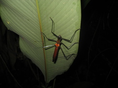 Pseudophasma castaneum