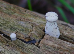 Xylaria polymorpha