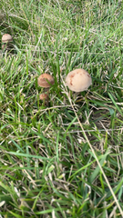 Panaeolus foenisecii