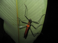 Pseudophasma castaneum