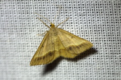 Isturgia arenacearia