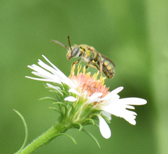 Augochlorella aurata