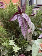 Strobilanthes auriculata dyeriana