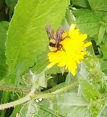 Bombus sonorus