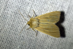 Mythimna