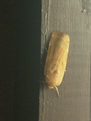Noctua fimbriata
