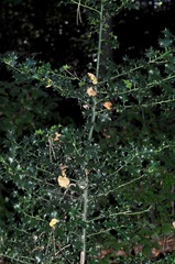 Ilex aquifolium