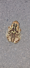 Sclerophrys pantherina