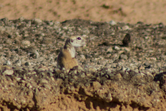 Xerospermophilus tereticaudus