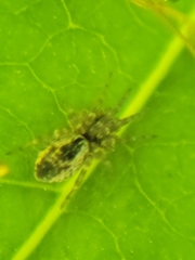 Dictynidae