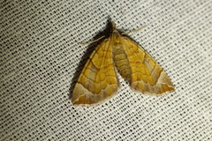 Eulithis testata