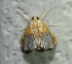 Chalcoela iphitalis