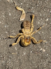 Stenopelmatidae