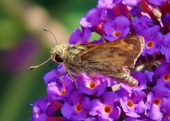 Atalopedes campestris