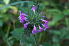 Clinopodium caucasicum