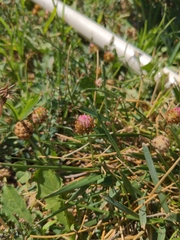 Trifolium fragiferum